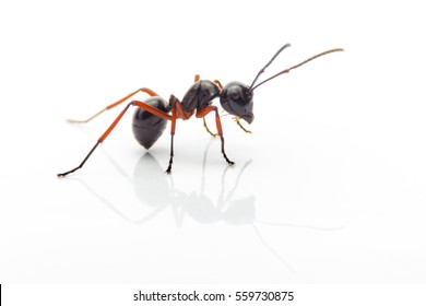 Macro Ant Isolated On White Background