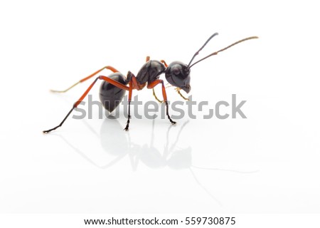 macro ant isolated on white background
