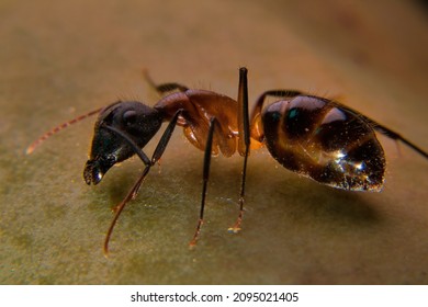 macro ant on a green leaf