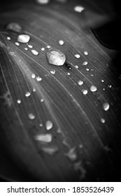 A Macro Of An Ant On A Leaf With Water Droplets, Portrait Orientation