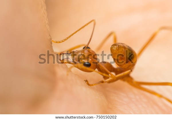 Macro of ant\
(Red Ant or Green Tree Ant) biting on the human skin for\
self-defense or self-protection from\
human