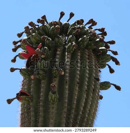 Macro of the apex of a Saguaro cactus with ruby red fruit in Marana, Arizona