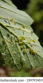 Macro Aphid Black Green Eggs 