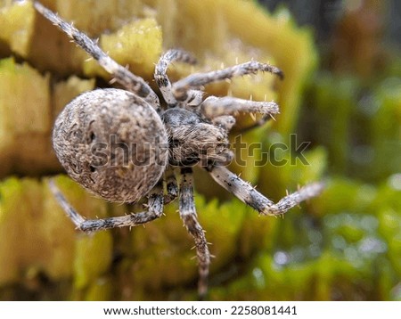 Macro of araneus ventricosus spider. Selective focus.