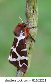 Macro Of A Arctia Caja