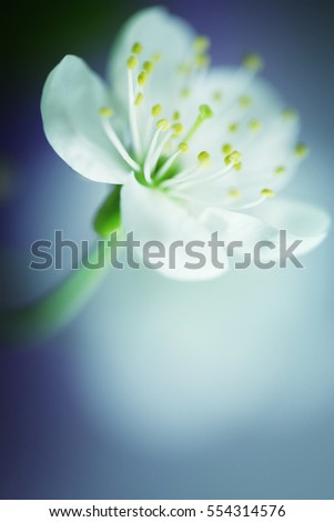 Similar – Image, Stock Photo a glimpse of spring