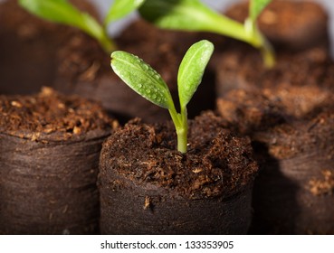 Macro Of Artichoke (Cynara Scolymus) Sprouts With Water Drops In Greenhouse Ready For Plant