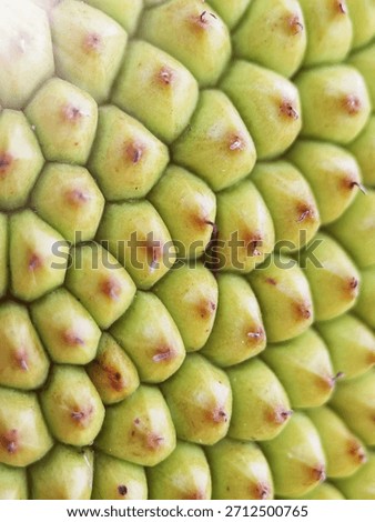Macro of artocarpus integer skin texture. Also known as jackfruit.