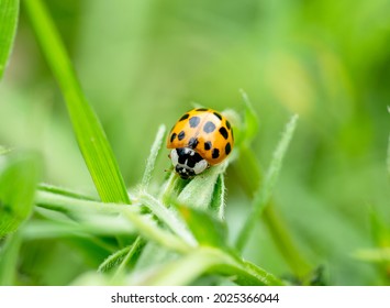 Macro Asian Lady Beetle Harmonia Axyridis, Close up yellow ladybug walking on grass leaf in the morning, cute ladybird with black spots - Powered by Shutterstock