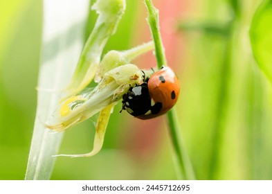 Macro Asian Lady Beetle Harmonia Axyridis, Close up yellow ladybug walking on grass leaf in the morning, cute ladybird with black spots