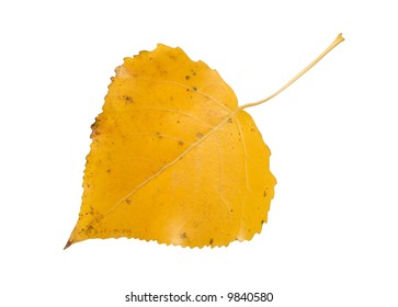 Macro Of Aspen Leaf Isolated On White