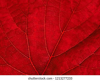 Macro of autumn grape leaf background.