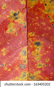 Macro of autumn leaf