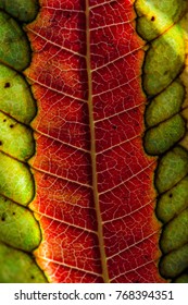 Macro autumn leaf