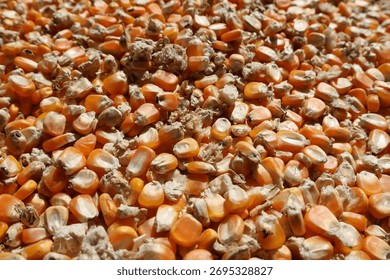 Macro background of corn grain with rotten kernels. serious agriculture problem showing fungus, mycotoxin, and disease on animal feed crop with sense of concern
