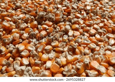 Macro background of corn grain with rotten kernels. serious agriculture problem showing fungus, mycotoxin, and disease on animal feed crop with sense of concern
