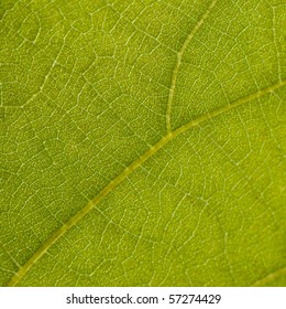 Macro Background Of Grape Leaf
