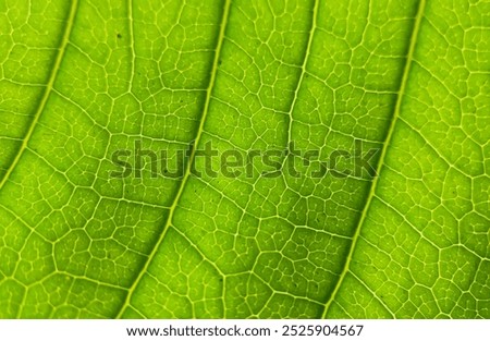 Macro background of green leaves texture.leaf fiber texture