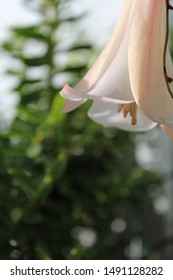Macro background Lapageria - copihue flower