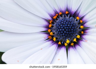 Macro Background Of A Purple Daisybush Center