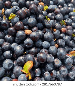 Macro background texture of fresh wild blueberries. Close up pattern of ripe organic bilberries fill frame. Full frame shot of fresh sweet blueberries with small green forest leaves.