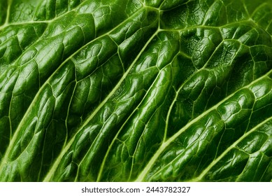 macro background texture of green lettuce leaf - Powered by Shutterstock