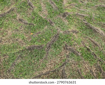 Macro background texture of thick, weathered tree roots firmly embedded in green grass, illustrating a strong natural foundation and ecology.