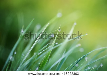 Macro. Background, water drops on the green grass.