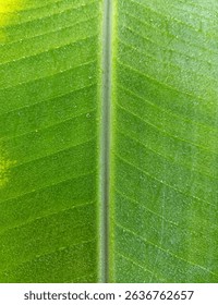 macro of banana leafpattern of banana leaf with water droplets for background 