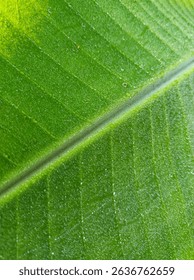 macro of banana leafpattern of banana leaf with water droplets for background 