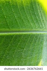 macro of banana leafpattern of banana leaf with water droplets for background 