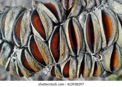 Macro Of Banksia Cone And Seed Pods