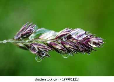 Macro Of Barnyard Grass In The Rain