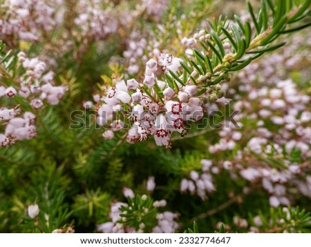 Macro of beautiful bell-shaped, white, pink and red-purple flowers of Cornish heath or wandering heath (Erica vagans) 'Lilacina' in summer and autumn