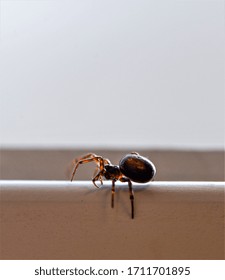 Macro Beautiful And Big Rabbit Hutch Spider (Steatoda Bipunctata)