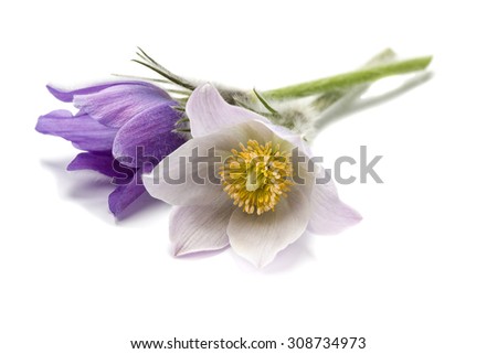 macro beautiful delicate purple flowers snowdrop, isolated on white background