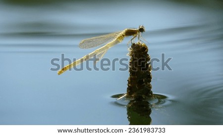 Macro of a beautiful newborn dragonfly on a plant on the water. Birth of a dragonfly. Metamorphosis close-up. Natural blurred blue pond background. 