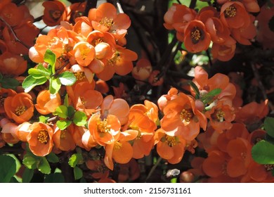 Macro of Beautiful Orange Small Cotoneaster Flowering Shrubs in the Sunshine