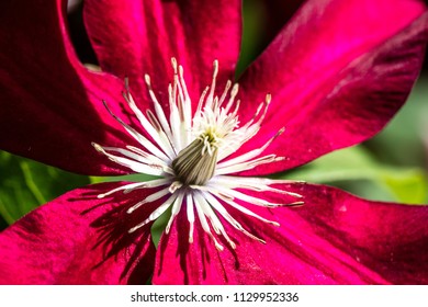 Macro Of A Beautiful Red Passion Clematis Pistils And Flowers In A Sunny Garden In The Summer, Name Rebecca Clematis