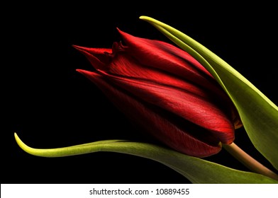 macro of a beautiful red tulip on black background.