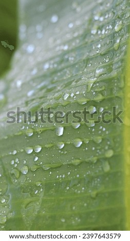Macro beauty: Aesthetic photo of rain-kissed banana leaves, captured with a macro lens, showcasing water droplets delicately adorning the leaves. Perfect for an aesthetic wallpaper.