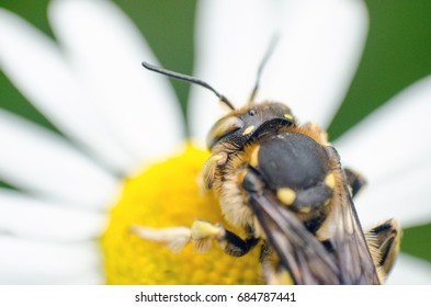 macro bee