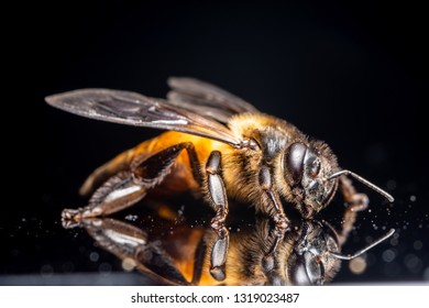 Macro bee black background