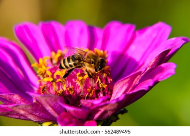 Macro of a bee collecting pollen on a decorative garden flower zinnia elegans .