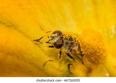 macro of Bee covered in pollen