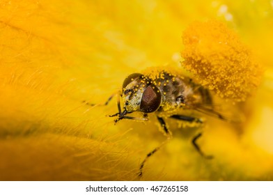 macro of Bee covered in pollen