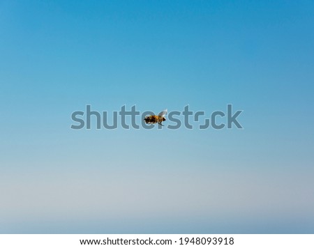 and bye! Bee from behind