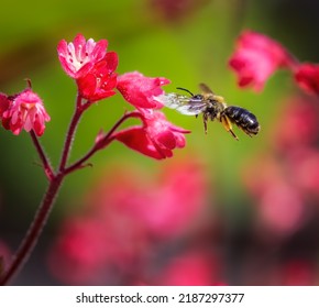 Makro einer Biene, die zu einer roten Heucherblume fliegt