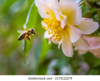 Makro einer Biene, die zu einer weißen Rosenblüte fliegt