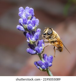 Macro bee in a natural setting